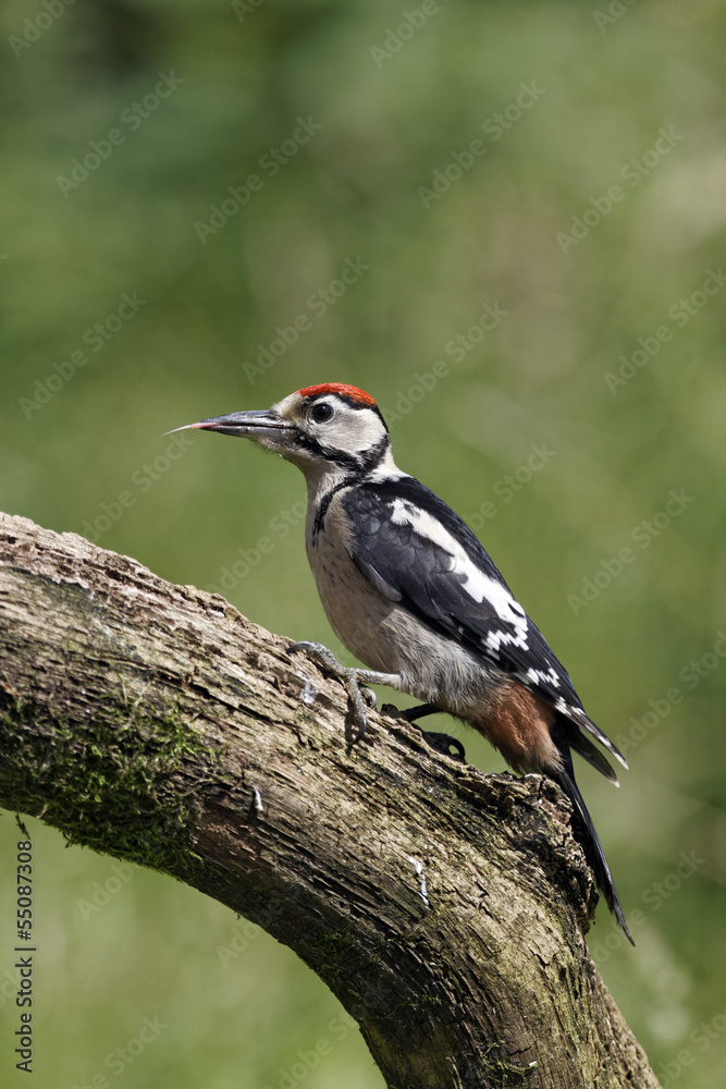 Great-spotted woodpecker, Dendrocopos.major, immature Great-spotted woodpecker, Dendrocopos.major, immature