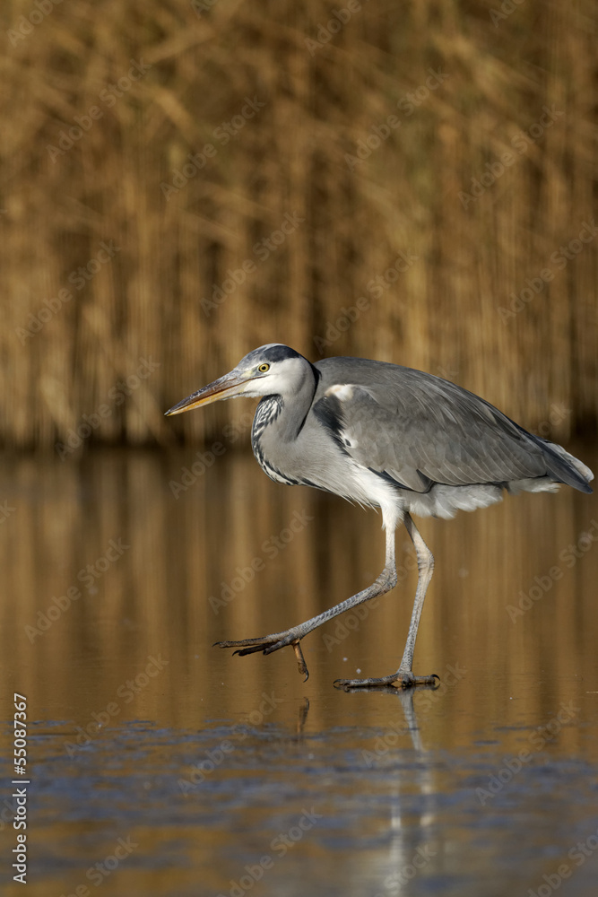 Fototapeta premium Grey heron, Ardea cinerea