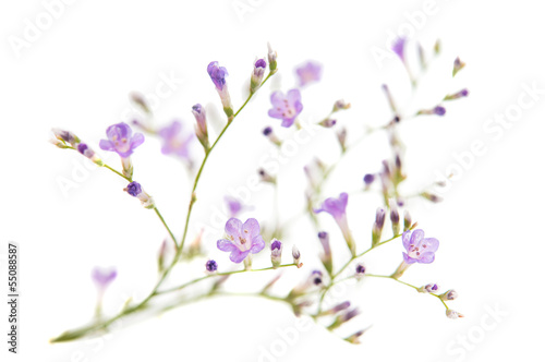 Fototapeta Naklejka Na Ścianę i Meble -  small purple flowers