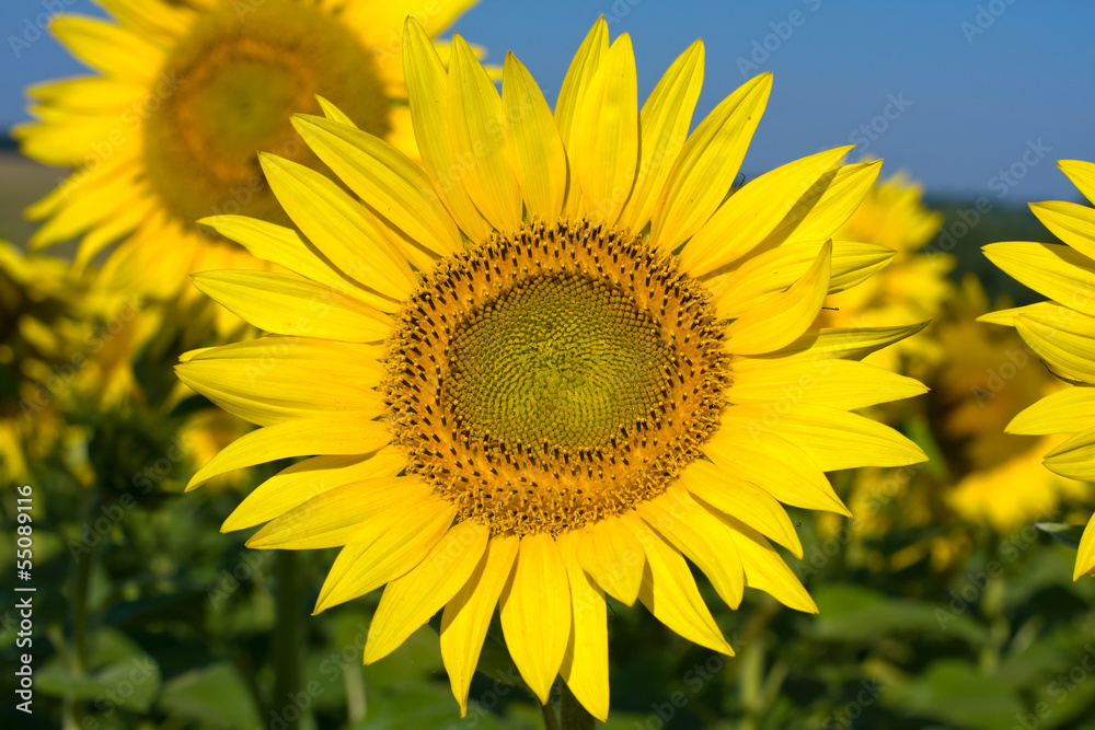 Sunflower field