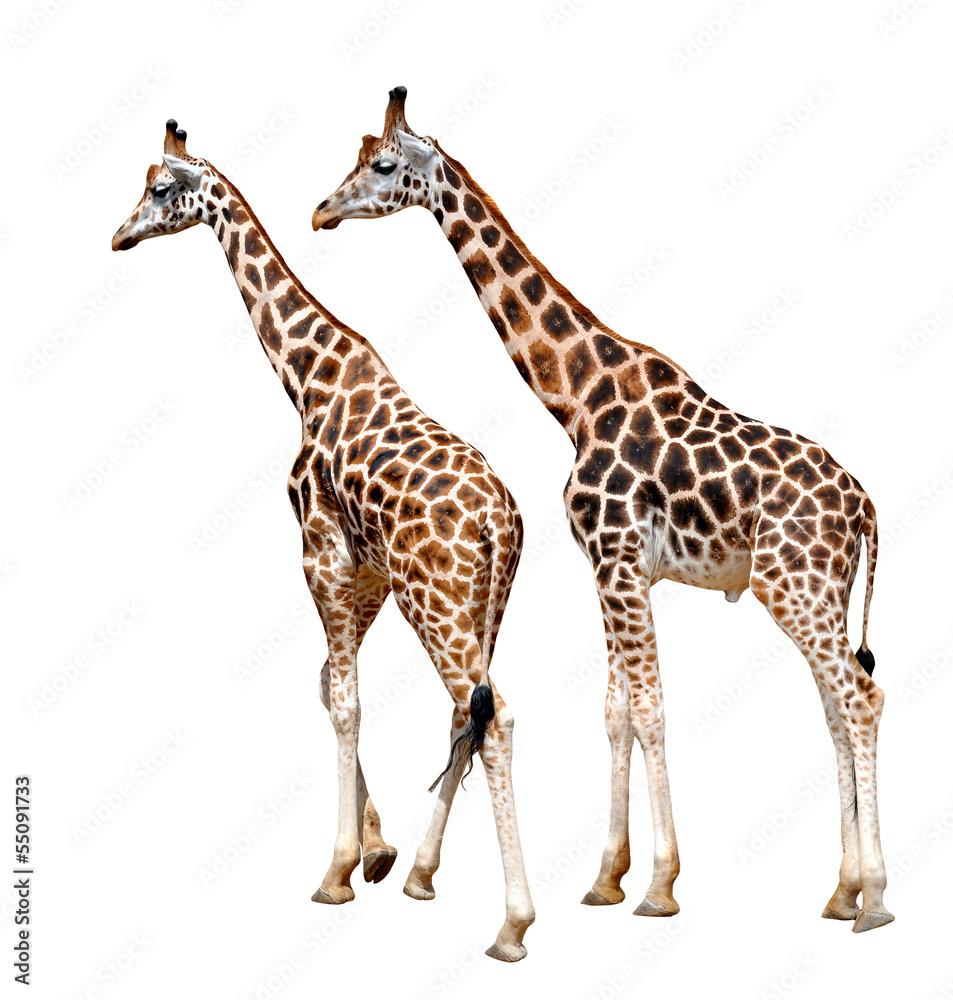 Naklejka premium Giraffes isolated