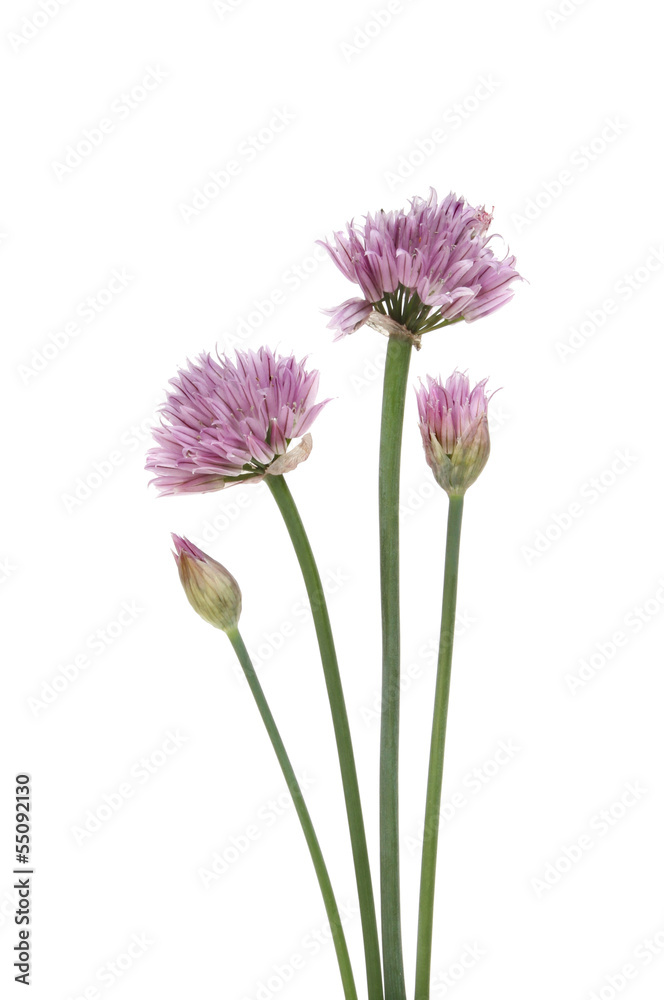Flowering chives Flowering chives