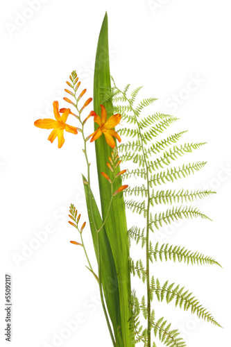 Crocosmia and fern