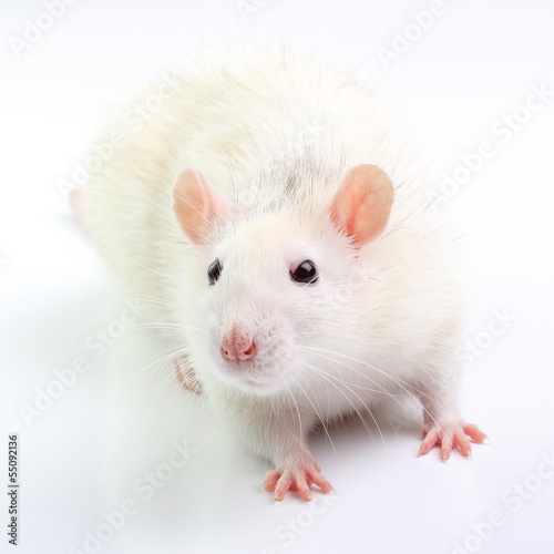 White rat