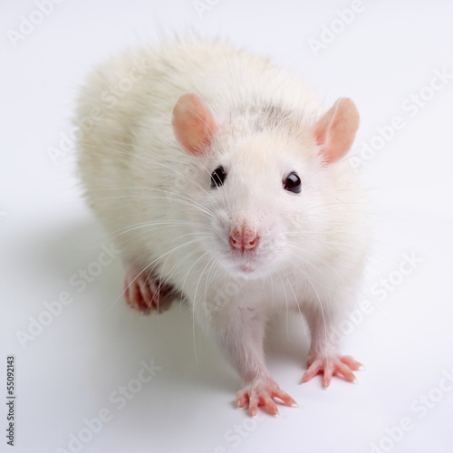 White rat