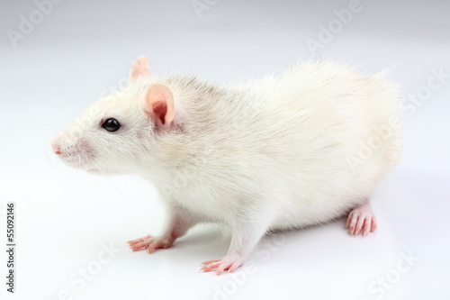 White rat