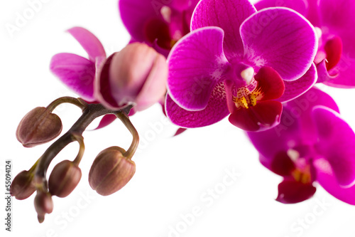 Fototapeta Naklejka Na Ścianę i Meble -  Orchid.