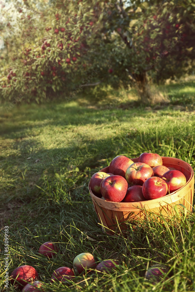 Obraz premium Bushel of apples in the orchard