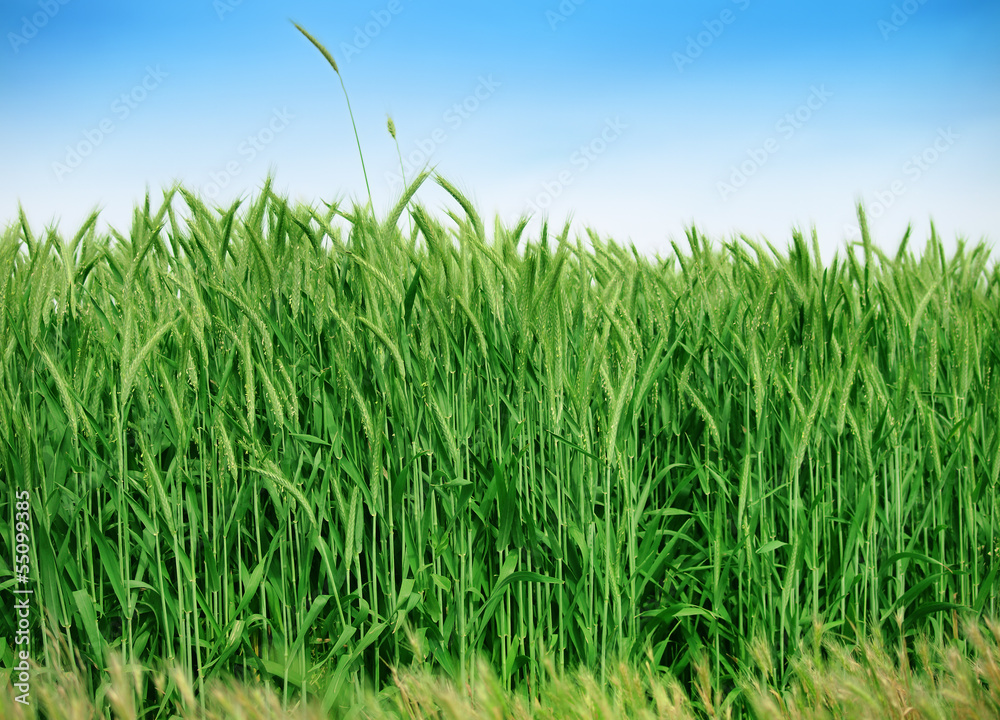 Obraz premium Organic green wheat close up