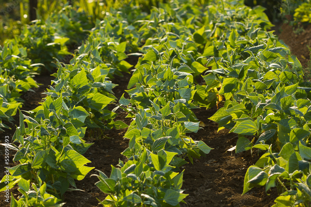 Field of green beans Field of green beans