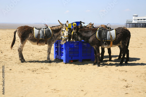 Slika na platnu Beach donkeys