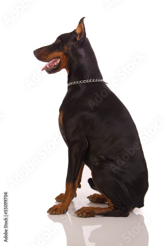 Great doberman dog on white background