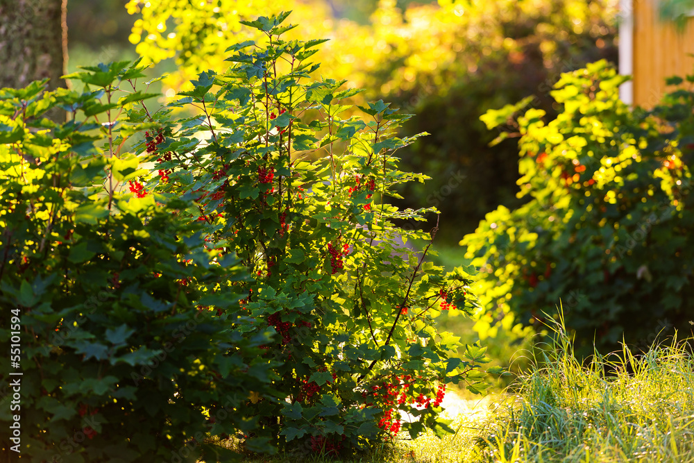 Obraz premium Redcurrant bush backlit - Ribes Rubrum