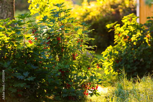 Fototapeta Naklejka Na Ścianę i Meble -  Redcurrant bush backlit - Ribes Rubrum