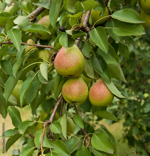 Pear fruits in garden