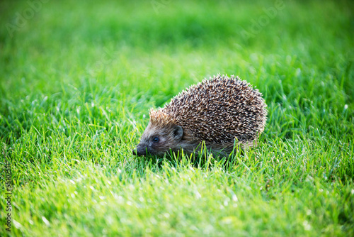 hedgehog on green lawn