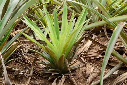 growth of pineapple Plant and Fruit