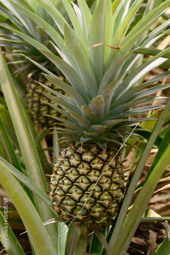 pineapple Plant and Fruit