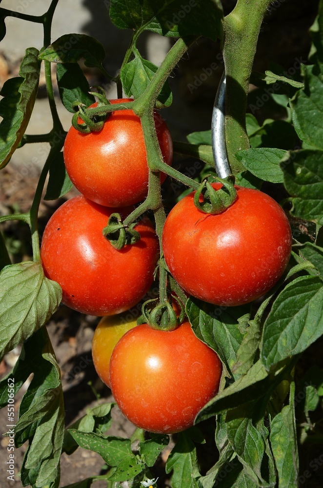 Grappe de Tomates