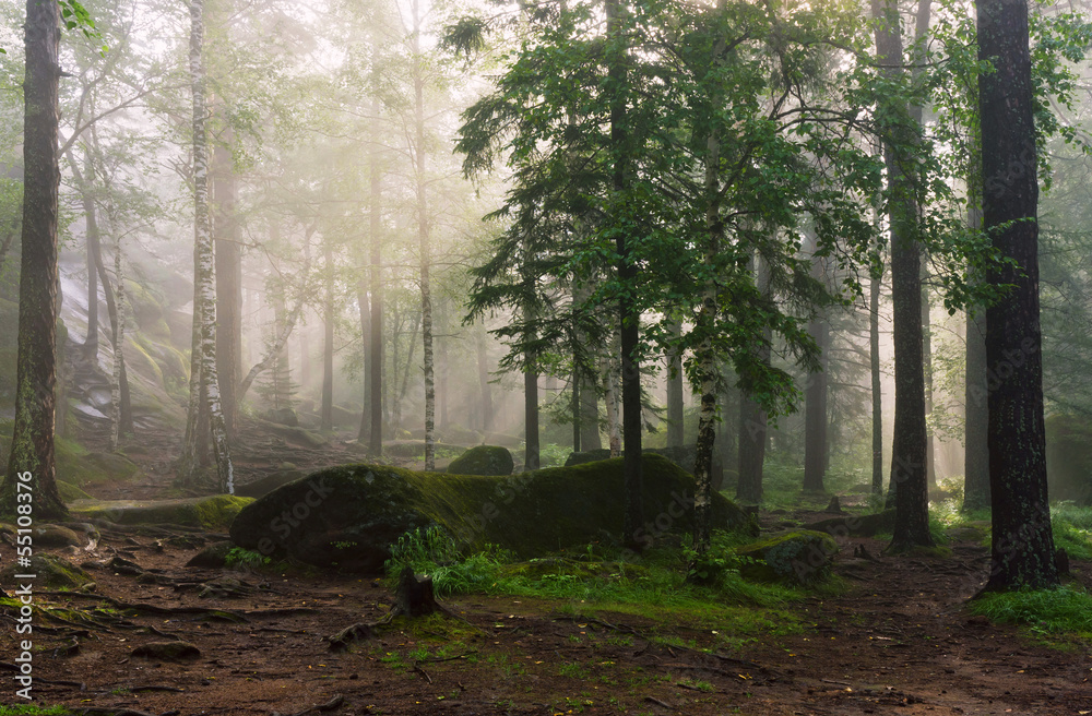 Obraz premium Morning in the deep forest