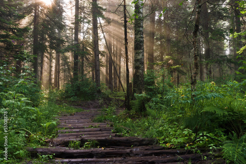 Morning in the deep forest