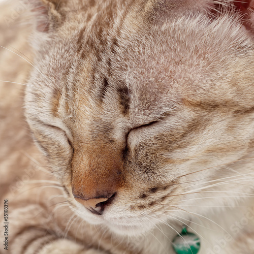 Cute cat sleeping close up face on white background
