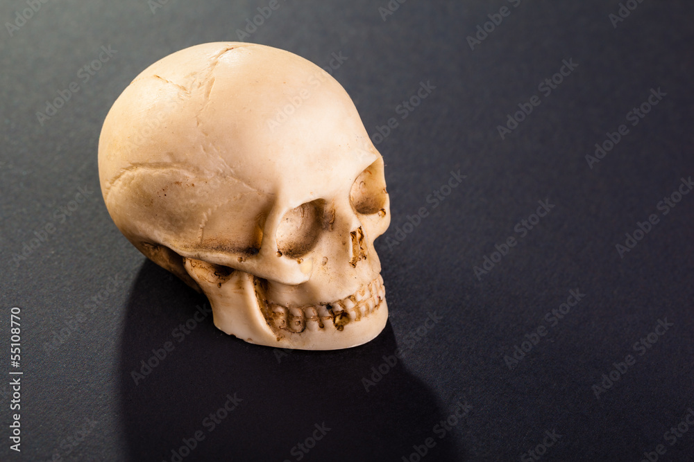 Little skull Little skull