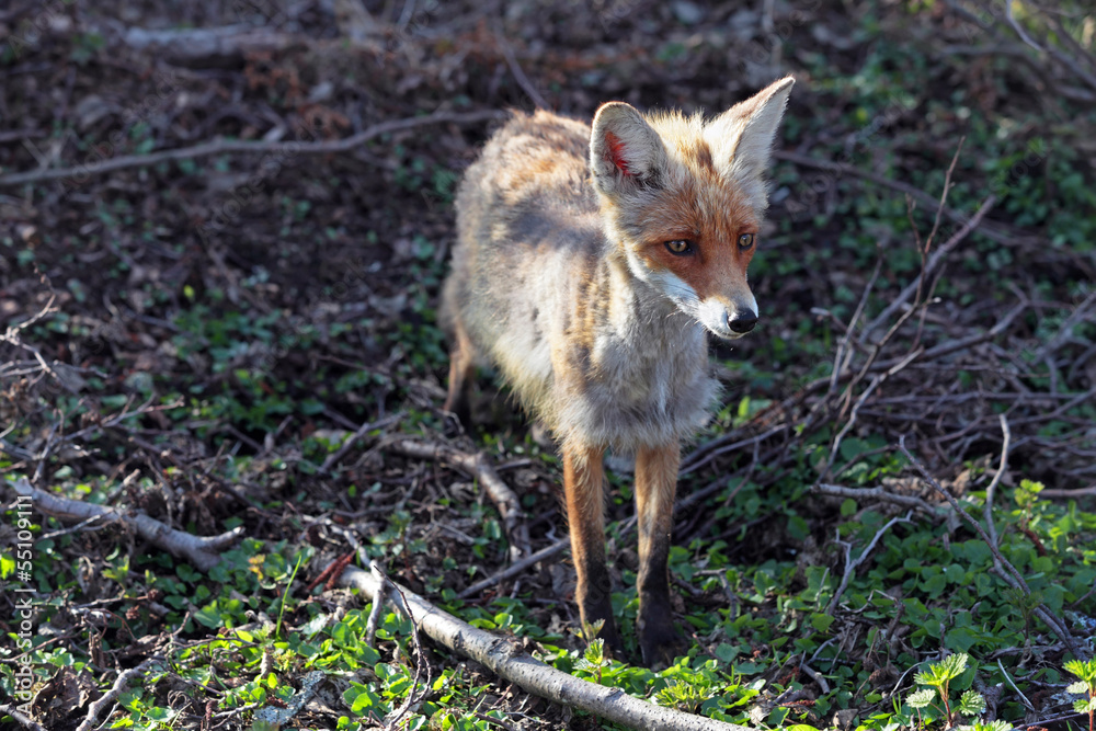 Naklejka premium Fox