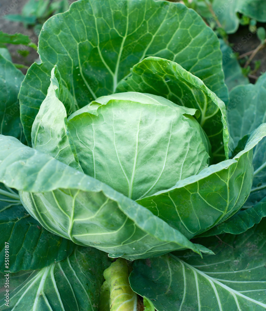 cabbage cabbage
