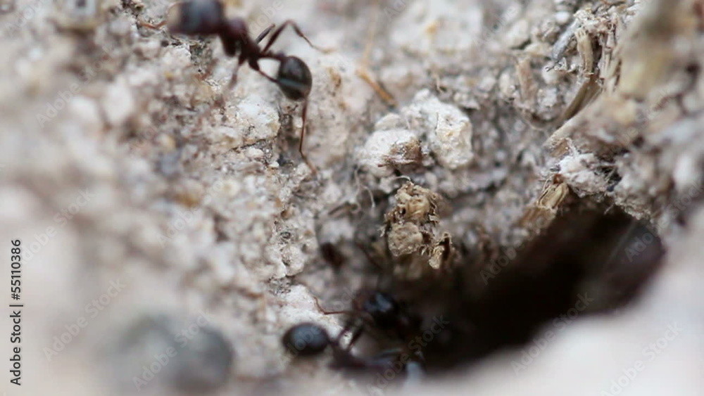 Ants carrying food into the nest (Macro shot) Ants carrying food into the nest (Macro shot)