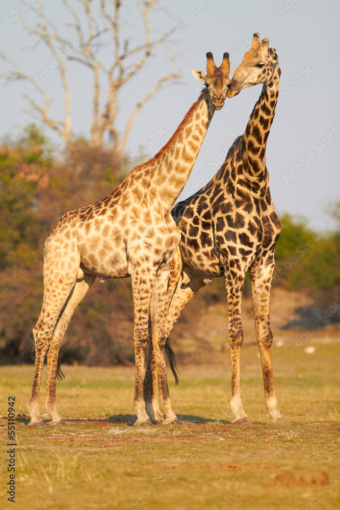 Fototapeta premium African Giraffes