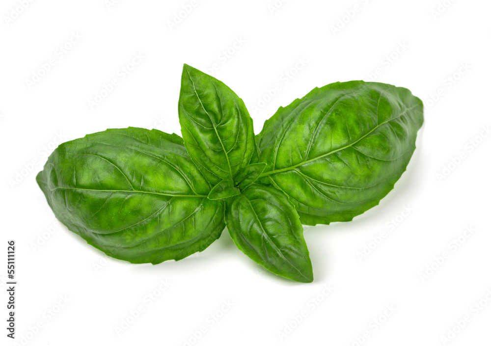 basil isolated on white background basil isolated on white background