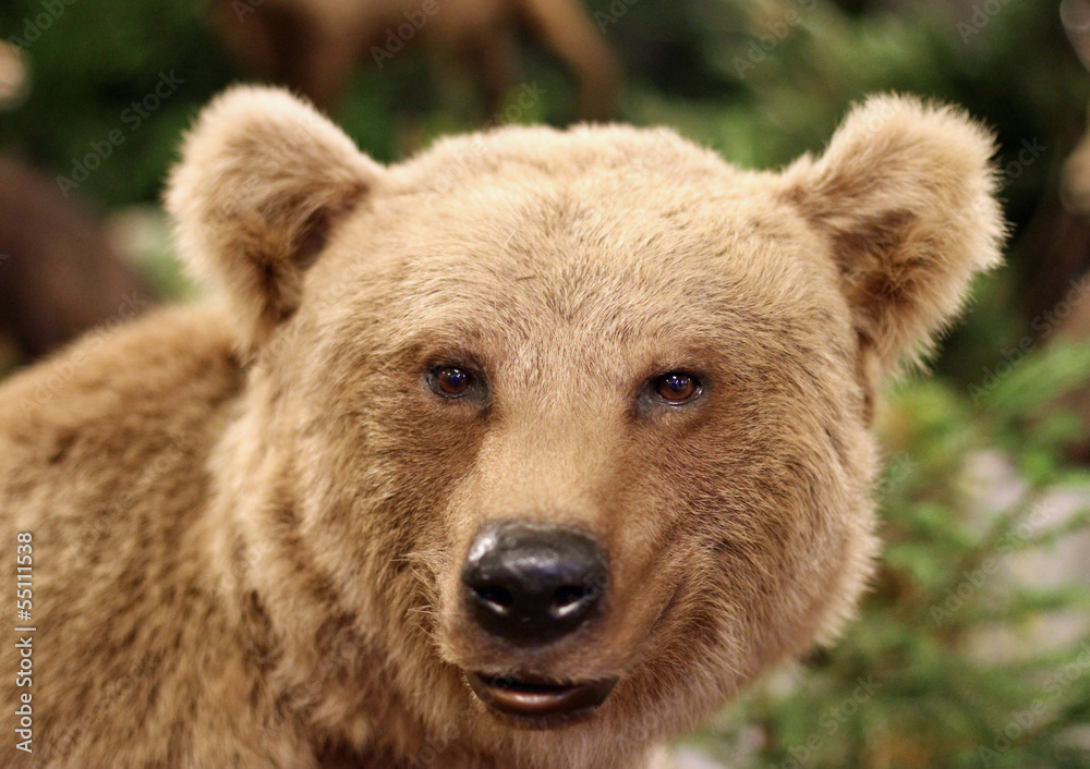 cute face of a brown bear in the middle of the forests