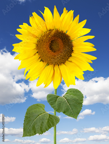 Sonnenblume vor Himmel