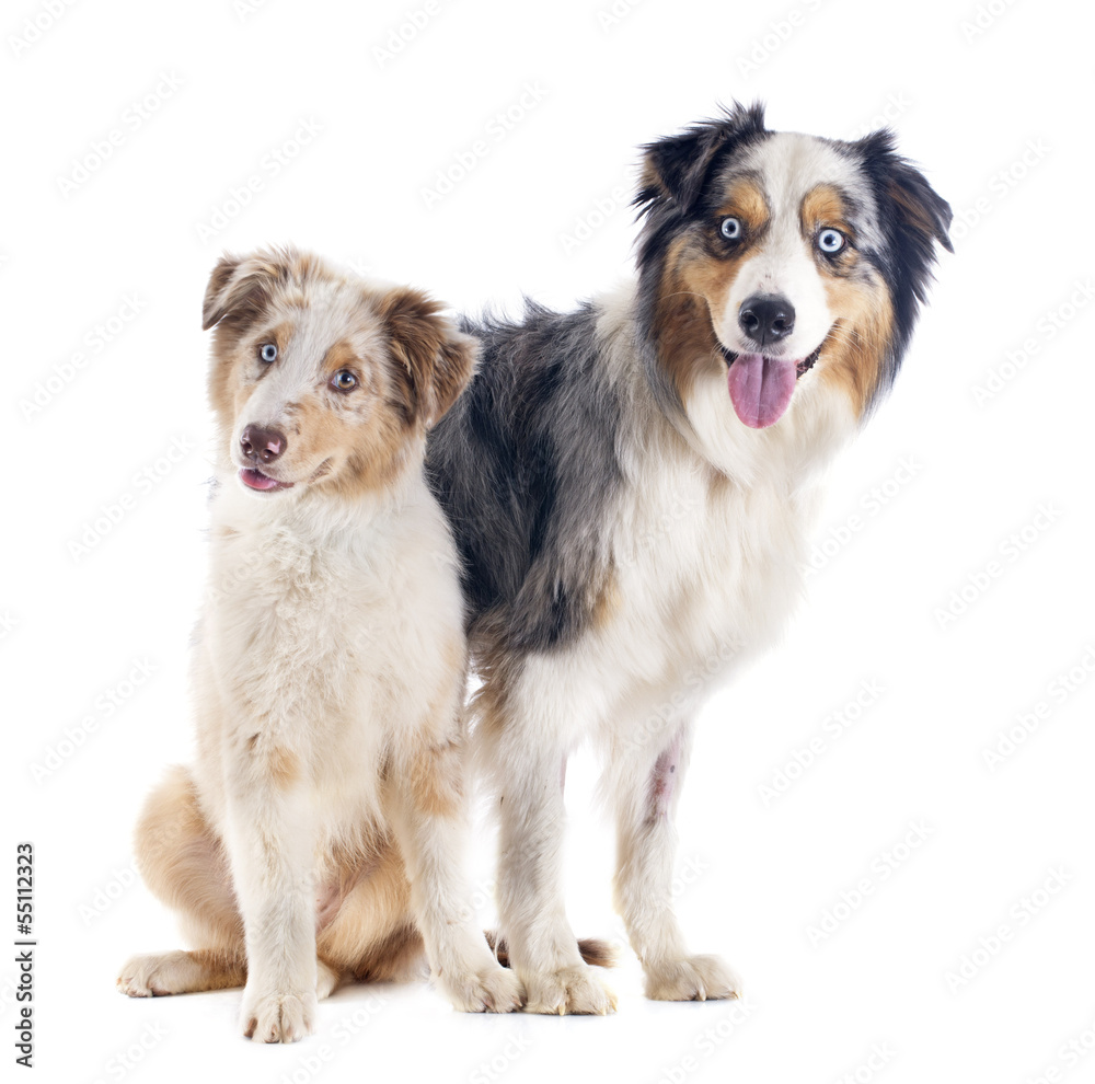 australian shepherds