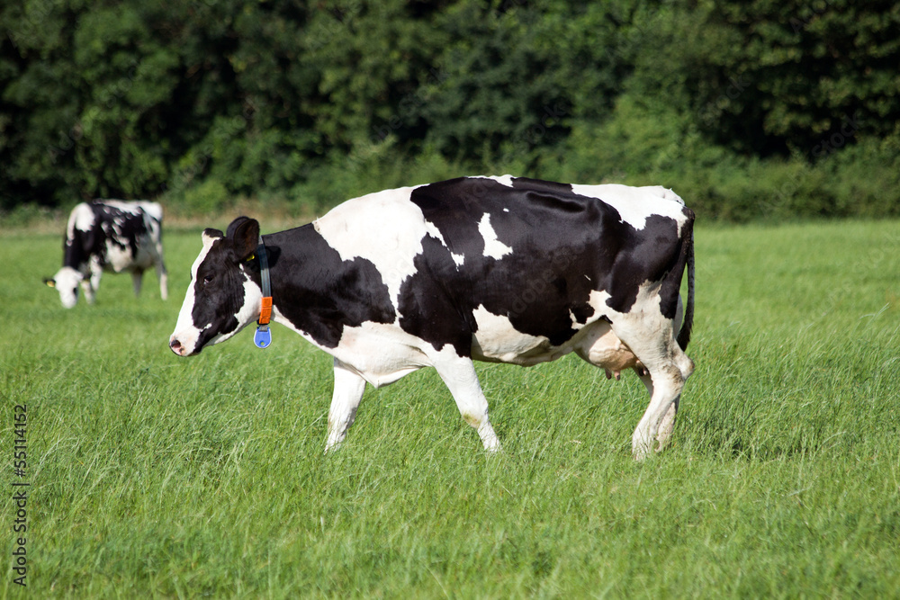 Cows Cows