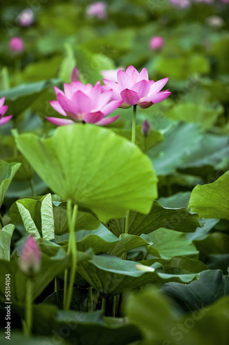 Lotus flower