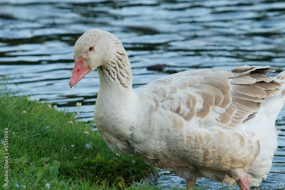 Goose Goose