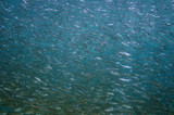Large shoal of young fish