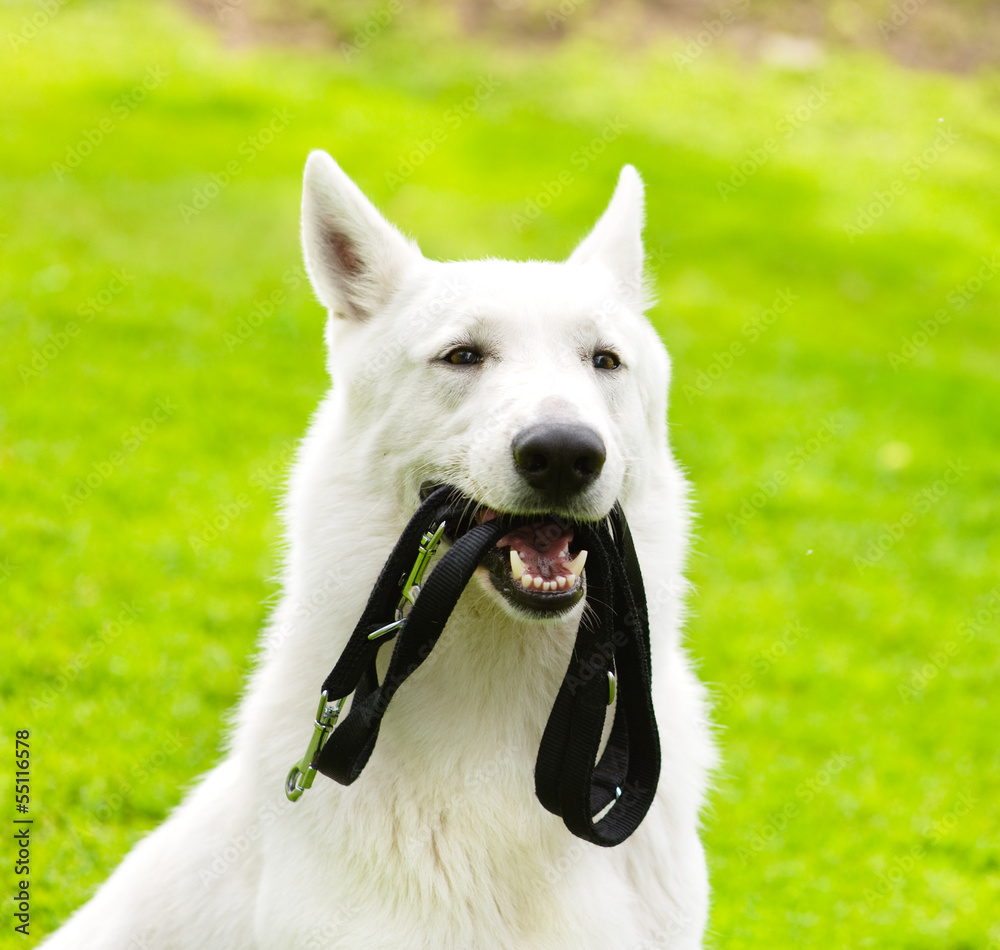 Purebred White Swiss Shepherd  with a leash in his mouth