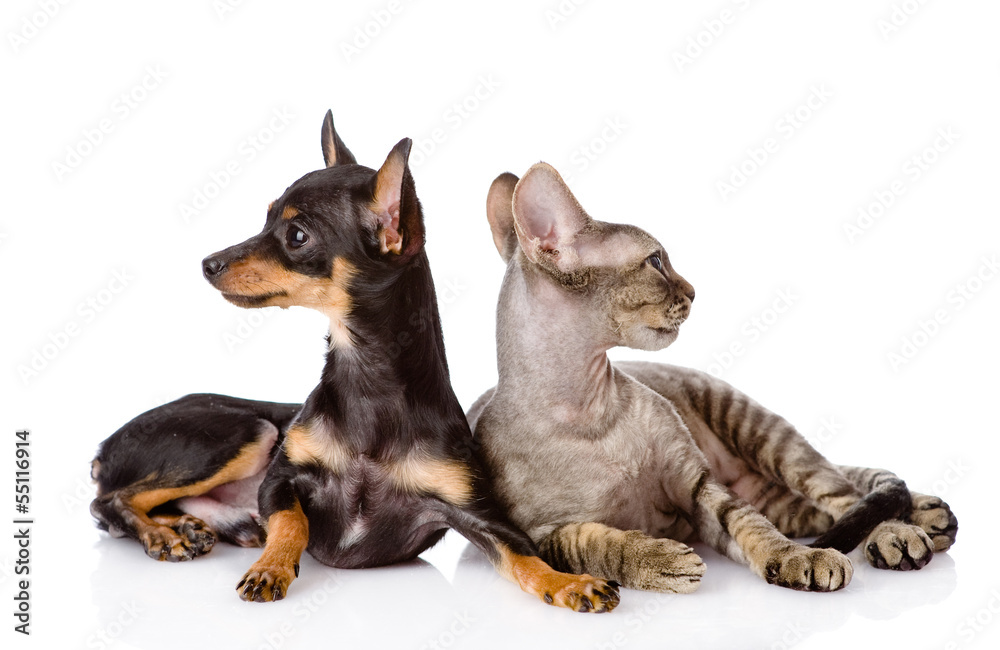 devon rex cat and toy-terrier puppy together. looking away. isol