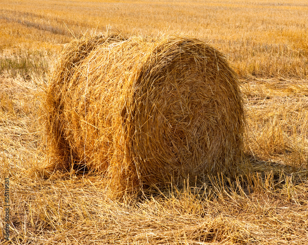 Stacks in the field Stacks in the field