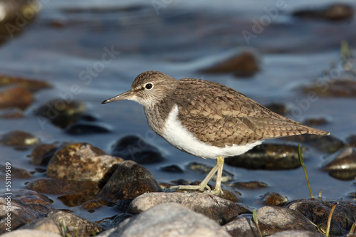 Common sandpiper, Tringa hypoleucos,