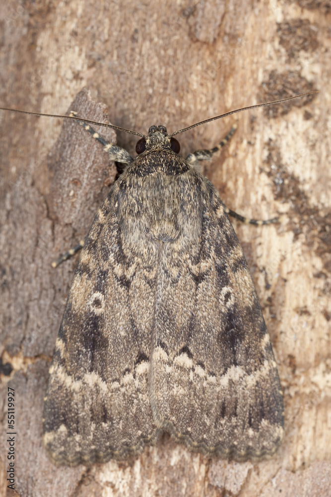 Obraz premium Svensson's Copper Underwing, Amphipyra berbera, macro photo