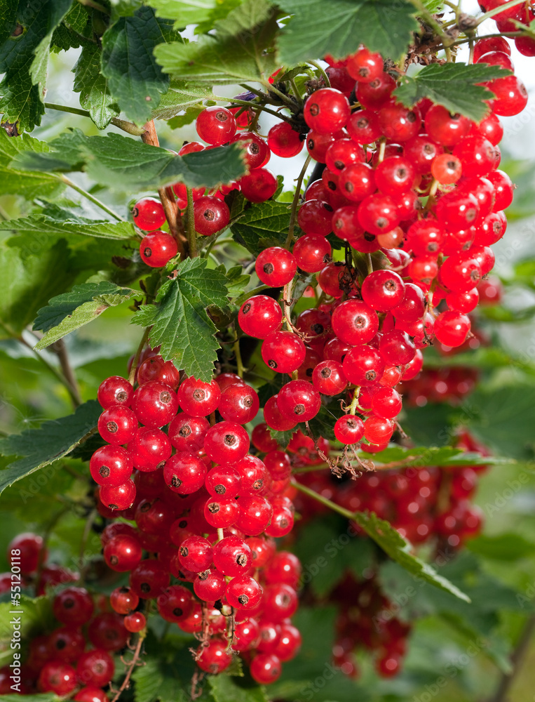 Branch with berries of red currant Branch with berries of red currant
