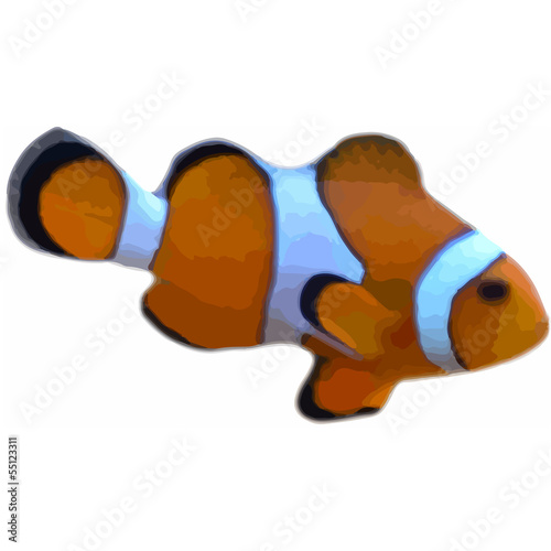 Clown (fish) photo