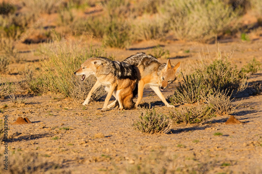 Pair of jackal fight over food in the Kalahari angry