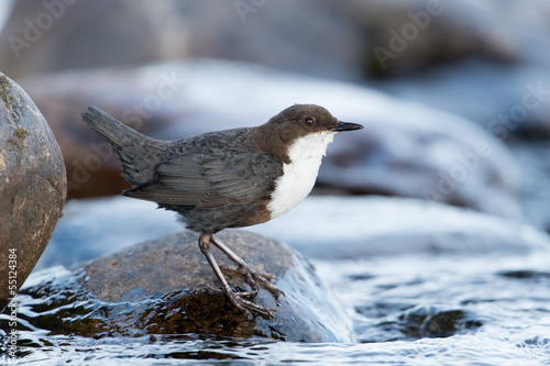 Eurasische Wasseramsel, White-throated Dipper, Cinclus cinclus