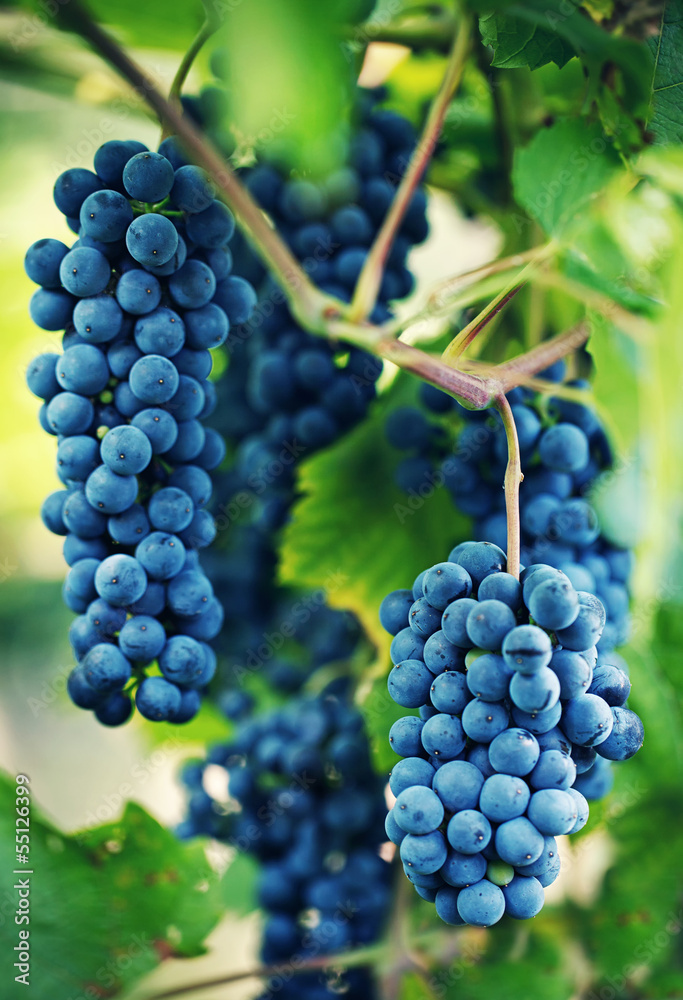 Bunche of blue grapes in a garden