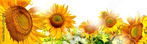 Panel kuchenny z motywem kwiaty